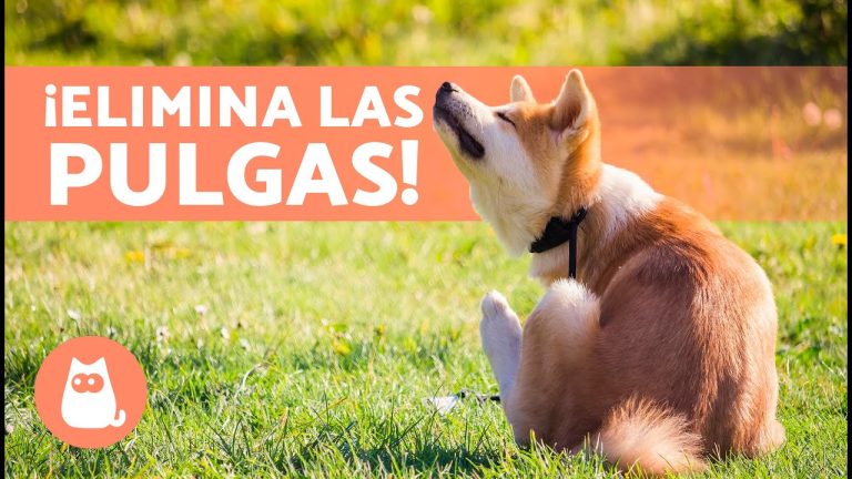 Noticias caninas: El remedio perfecto para pulgas en perros